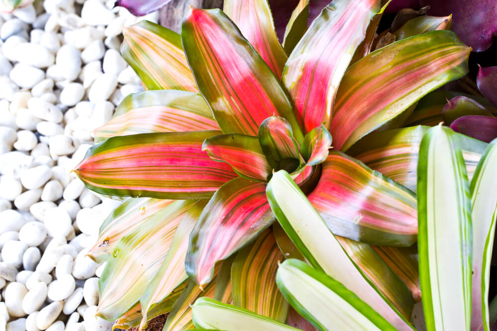 Neoregelia carolinae