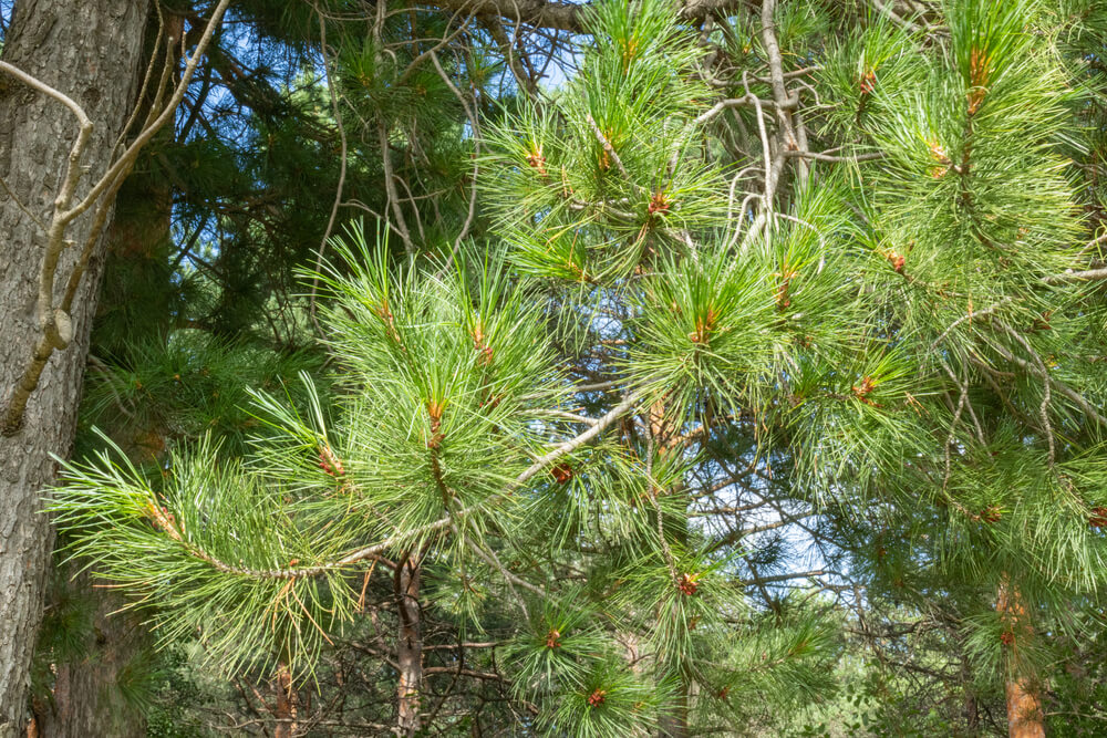 Pinus brutia var eldarica