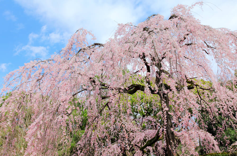 Prunus pendula Pendula Rosea