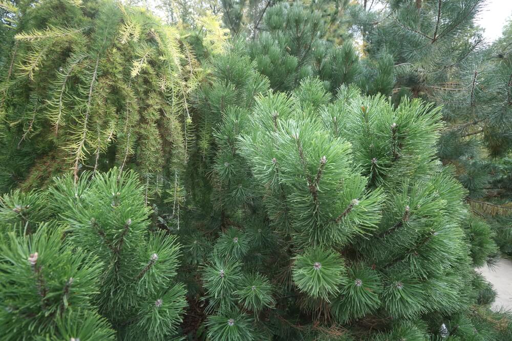 Pinus sylvestris French Dark Green