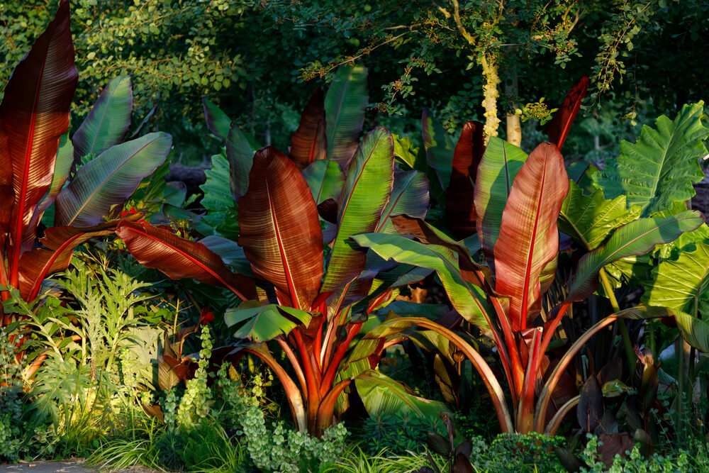 Ensete ventricosum