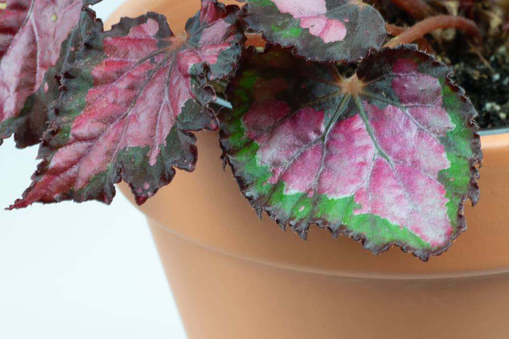 Begonia rex