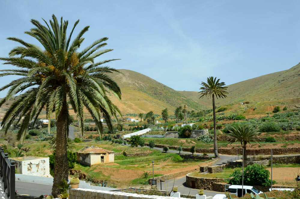 Phoenix canariensis