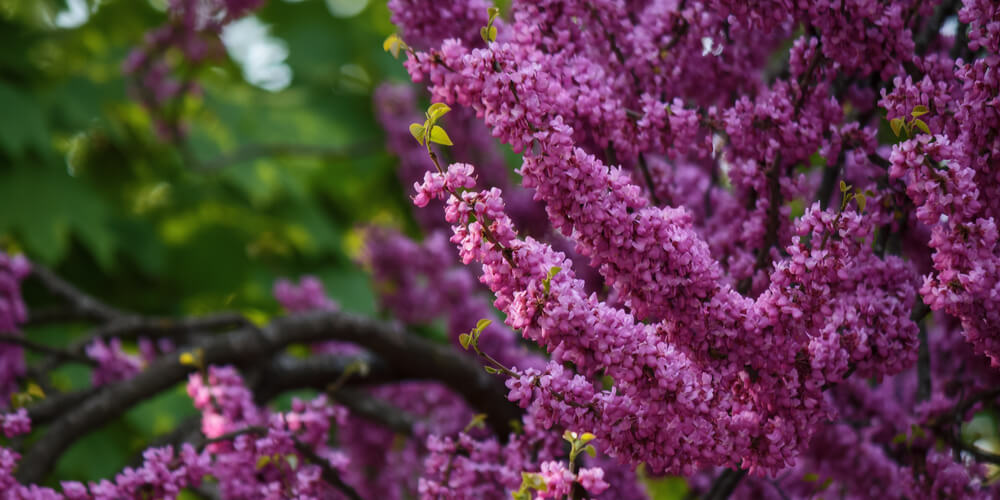 Cercis canadensis