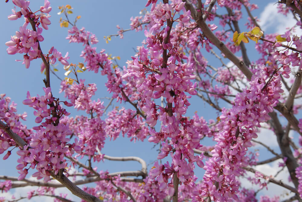 Cercis occidentalis