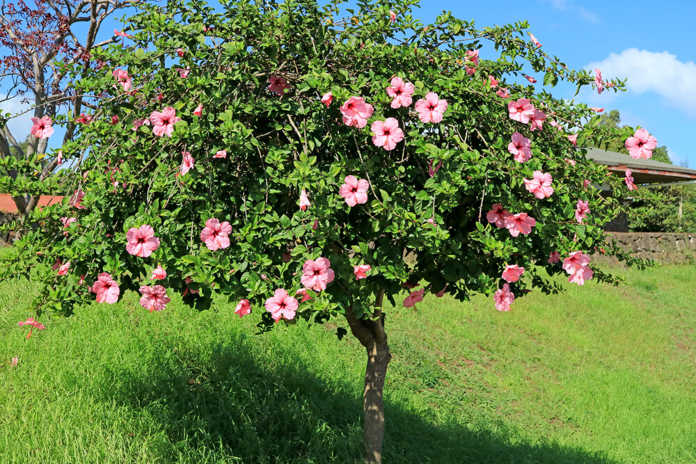Hibiscus rosa-sinensis Pink