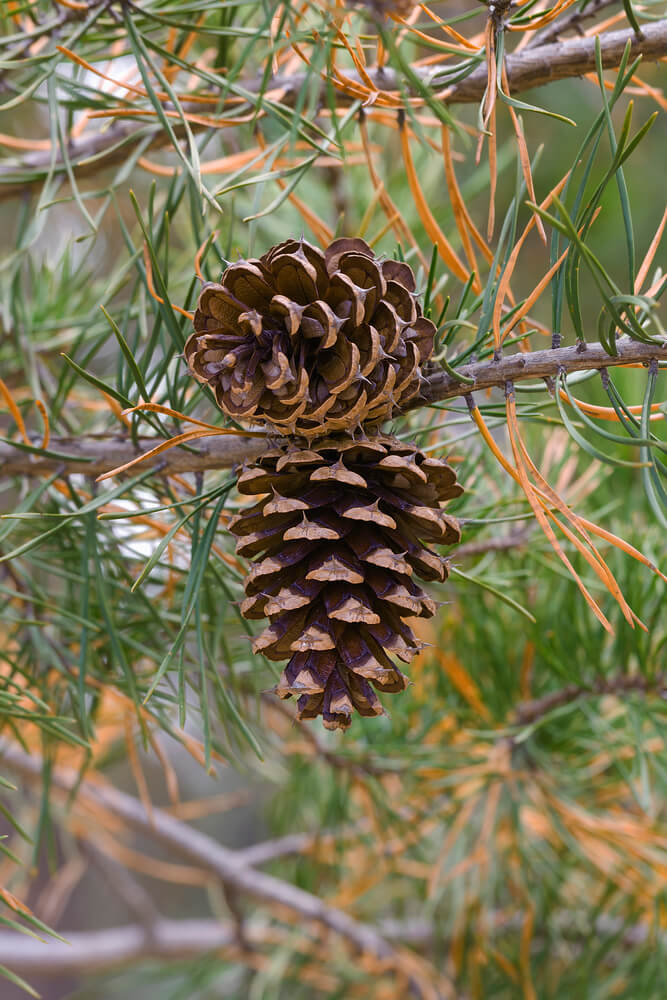 Pinus virginiana