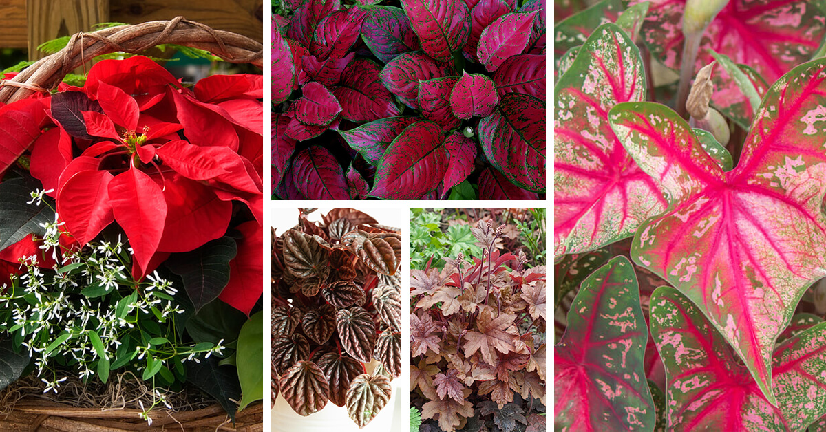 Featured image for “17 Vibrant Houseplants with Red Leaves to Add to Your Indoor Garden”