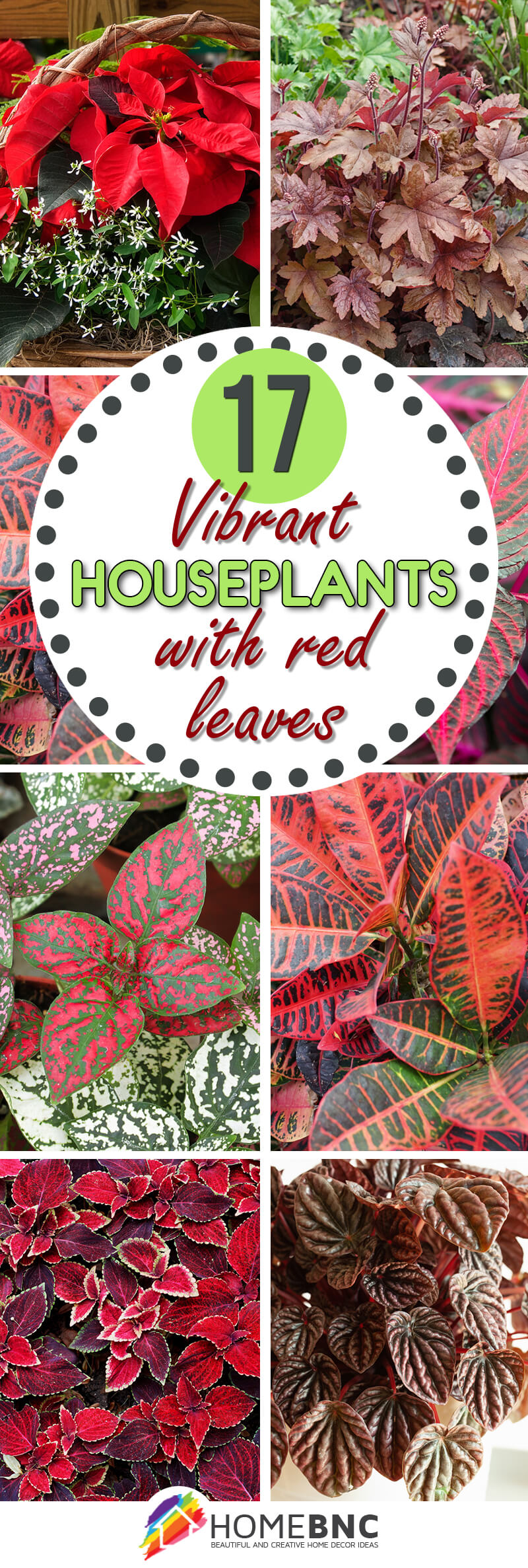 Houseplants with Red Leaves