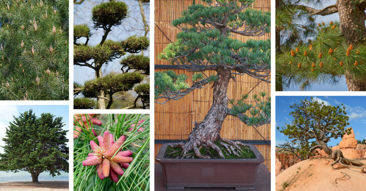 Featured image for 38 Pine Trees to Fill Your Landscaping Dreams