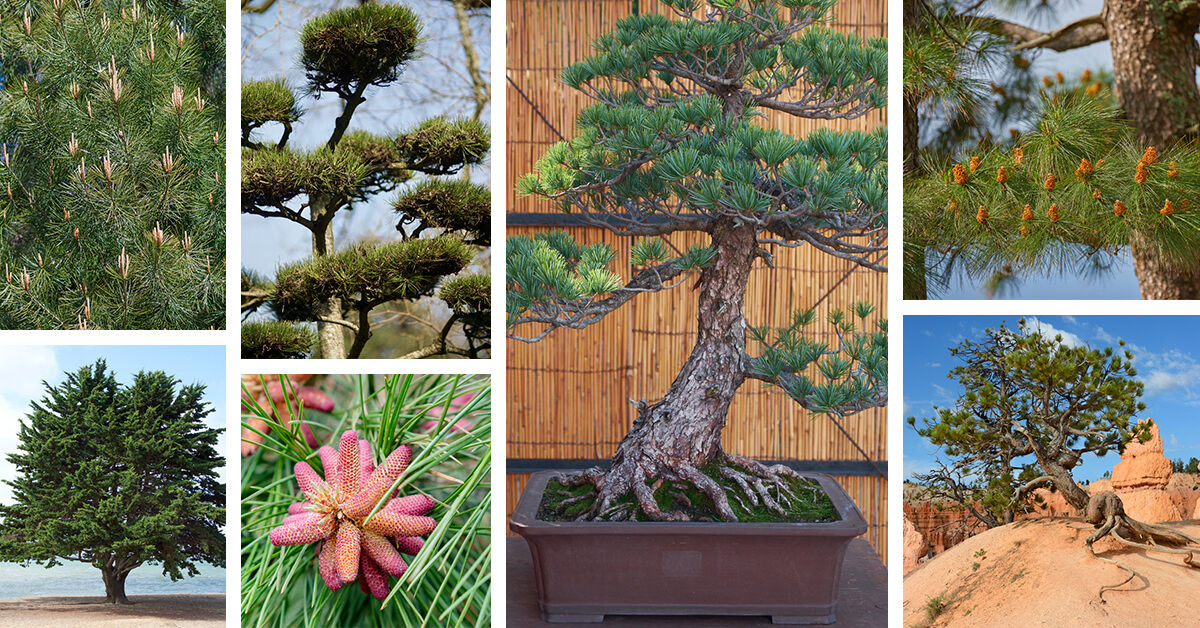 38 Different Types of Pine Trees & Their Identifying Features