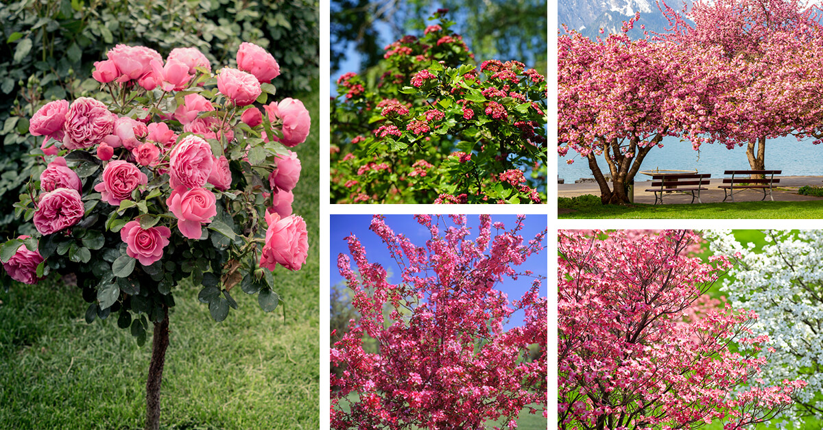 Featured image for “20 Incredible Trees with Pink Flowers that You Should Add to Your Garden”