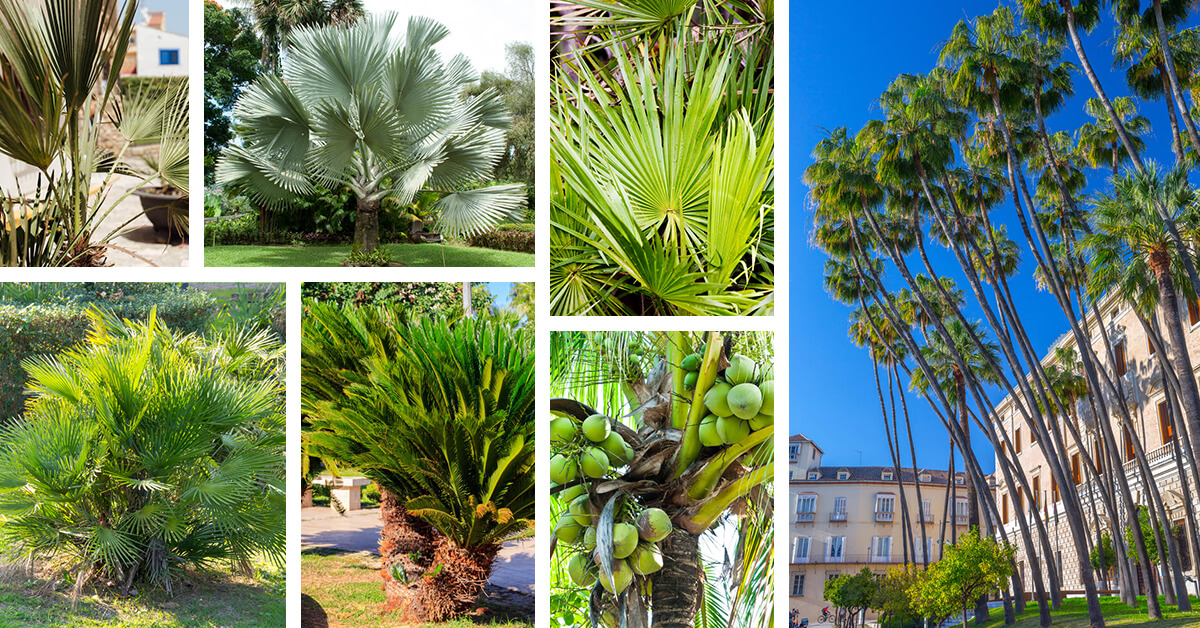 Featured image for “40 Types of Palm Trees that Create a Tropical Feel”