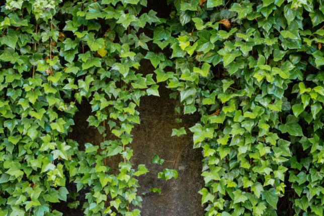 16 Types of Ivy Plants with Foliage You'll Love