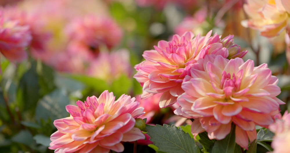 02-dahlias-homebnc — Homebnc