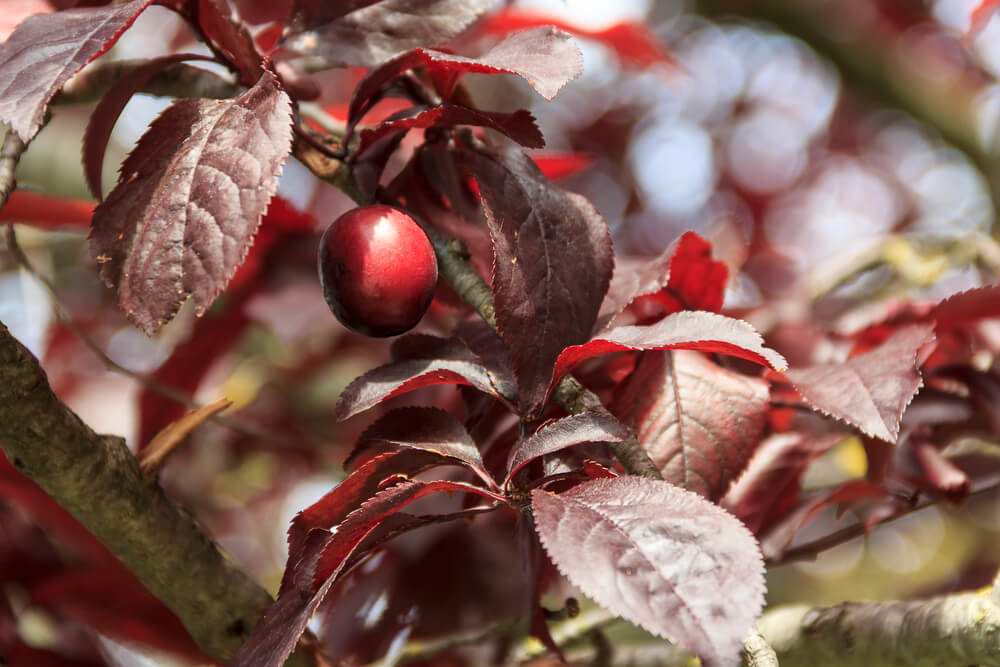 Prunus cerasifera