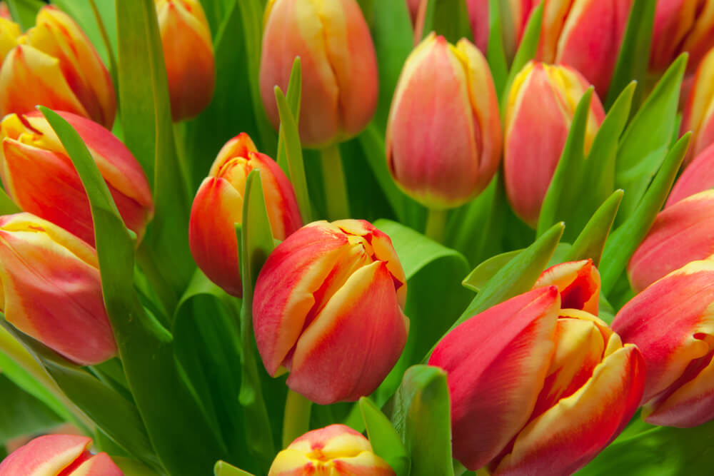 Tulip Needs