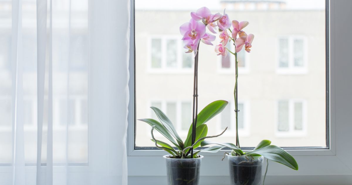 Orchid Blooming and Resting Periods