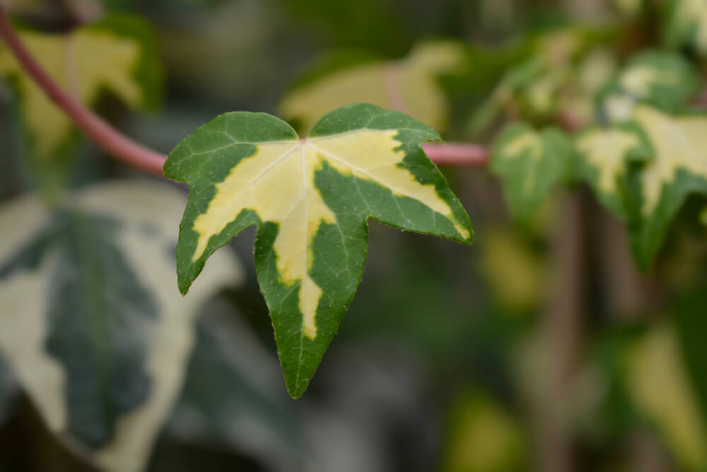 Hedera helix Gold Heart