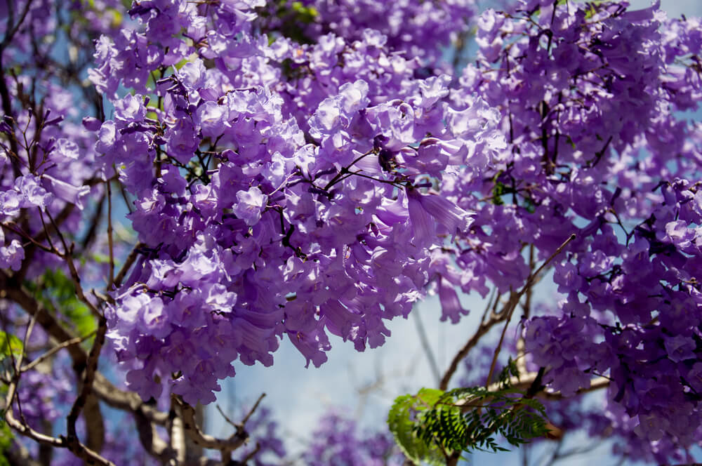 tree with purple flowers in spring