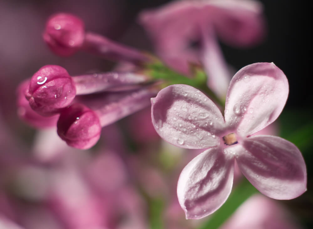 Syringa vulgaris