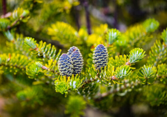 24 Shade Tolerant Evergreen Trees to Plant in Your Garden