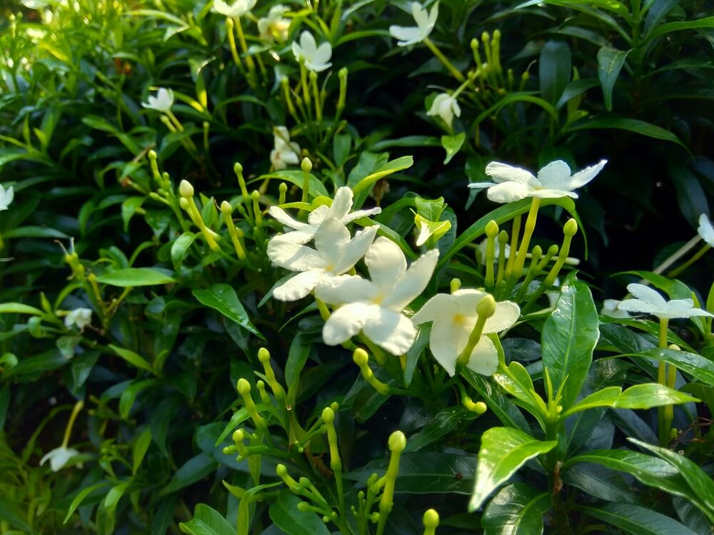Gardenia jasminoides