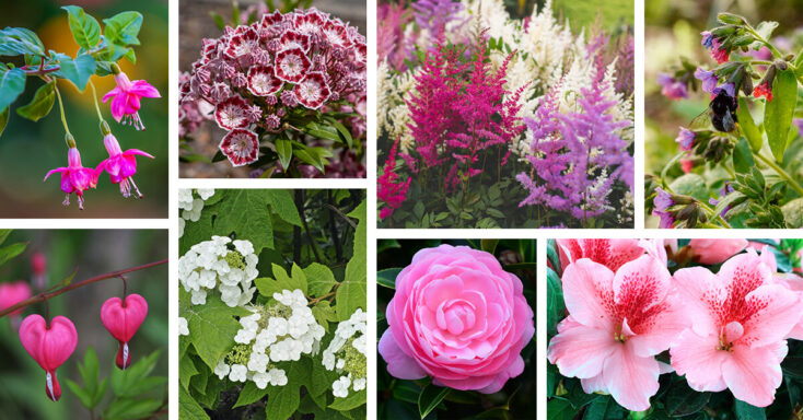 Featured image for 25 Amazing Plants that Grow in Full Shade while Adding Immense Beauty