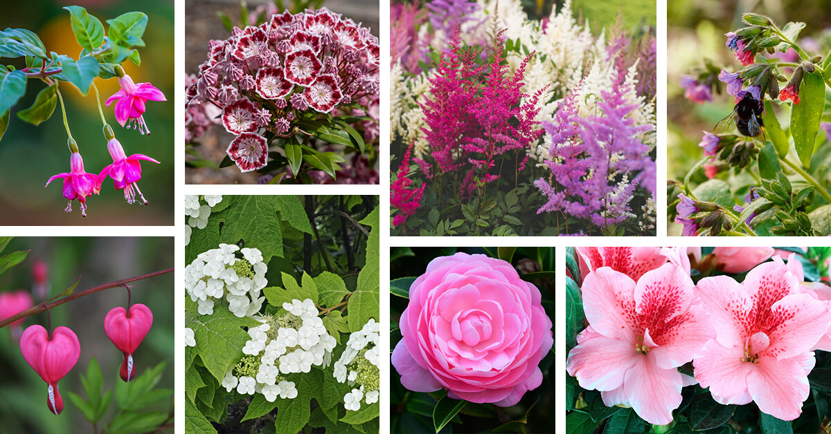 Featured image for “25 Amazing Plants that Grow in Full Shade while Adding Immense Beauty”