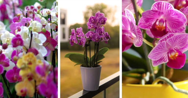 How to grow orchid