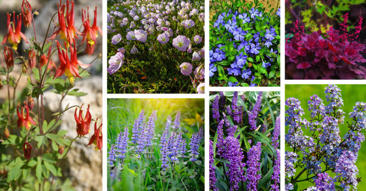 Featured image for 20 Plants That Will Thrive Under Oaks