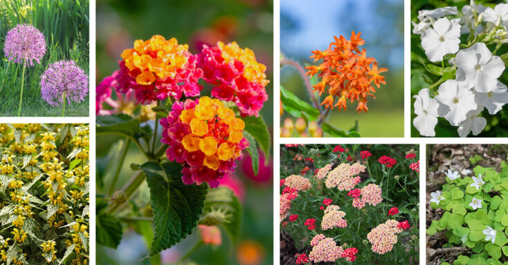 Featured image for 27 Cute Plants with Small Flowers that Add Joy to the Garden