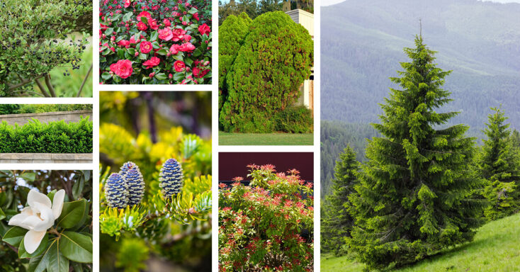 Featured image for 24 Lovely Shade-Tolerant Evergreen Trees for Gardeners who Don’t Get Much Sun
