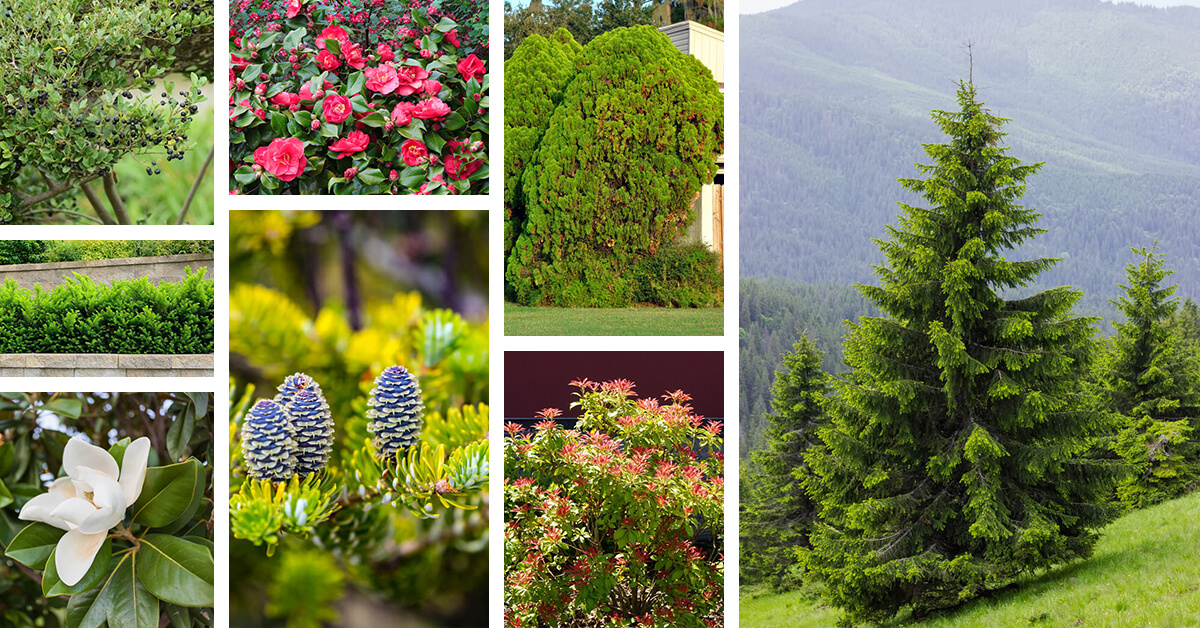 Featured image for “24 Lovely Shade-Tolerant Evergreen Trees for Gardeners who Don’t Get Much Sun”