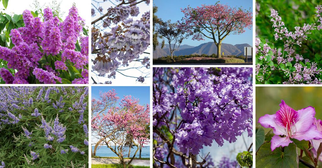 Trees with Purple Flowers — Homebnc
