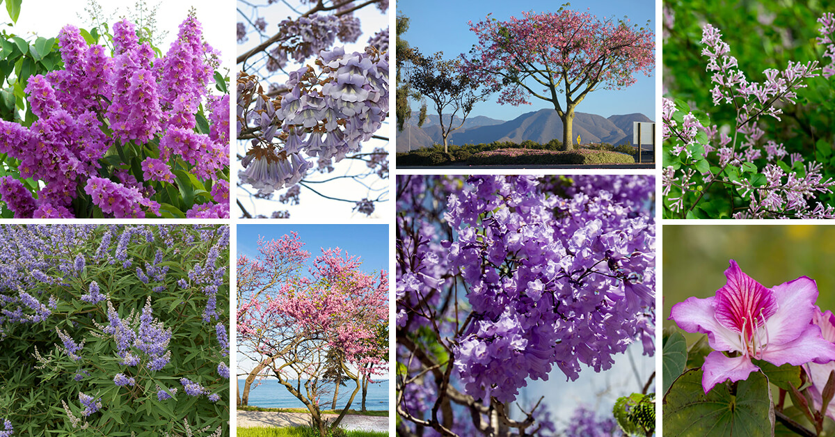 Featured image for “13 Spectacular Trees with Purple Flowers”