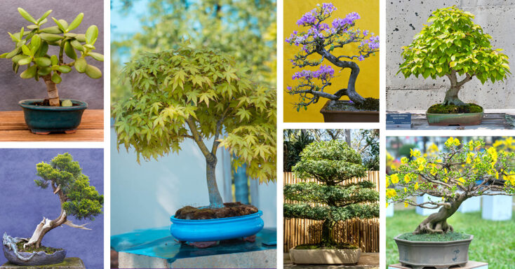 Featured image for 20 Tranquil Types of Bonsai Trees that Will Put You in a Zen State