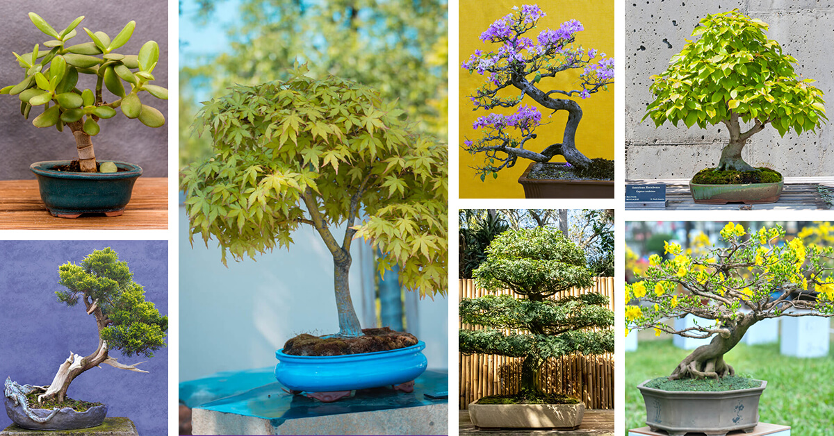 Featured image for “20 Tranquil Types of Bonsai Trees that Will Put You in a Zen State”