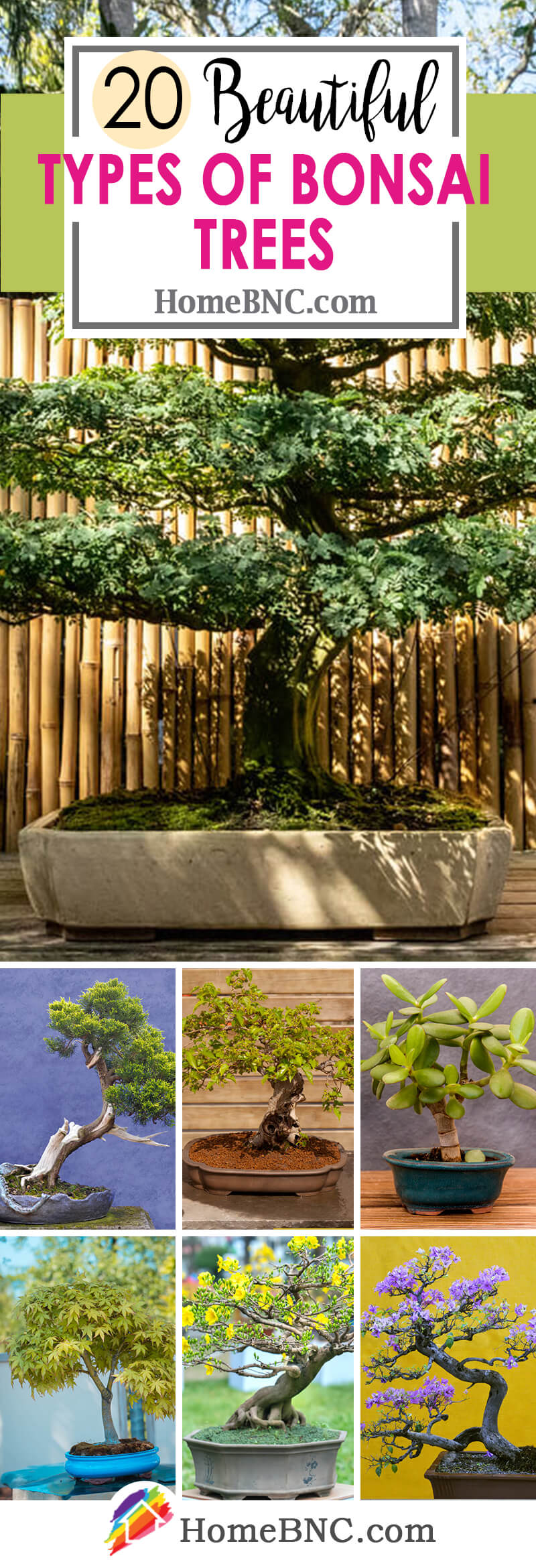Types of Bonsai Trees