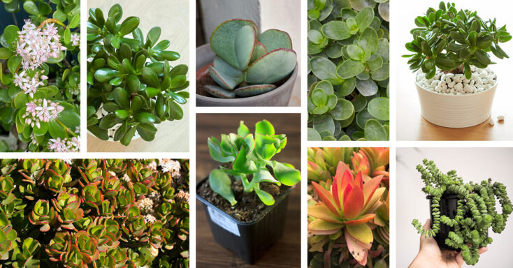 Featured image for 13 Unique Types of Jade Plants that You May Have Never Heard of Before