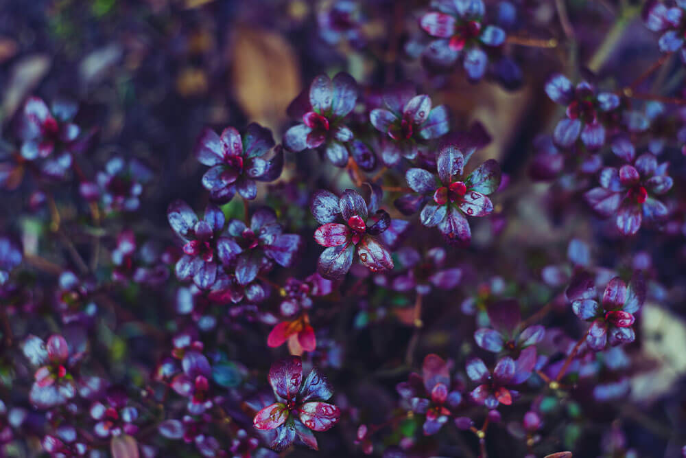 Rhododendron Conlee Autumn Amethyst