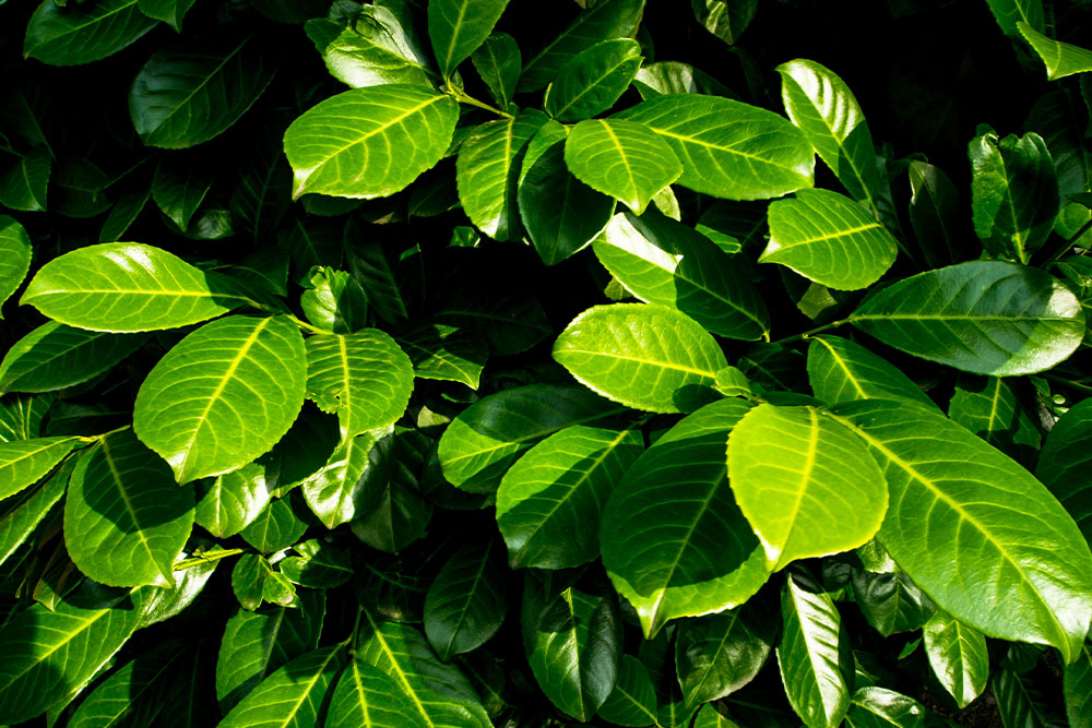 Types of Hawaiian Pothos