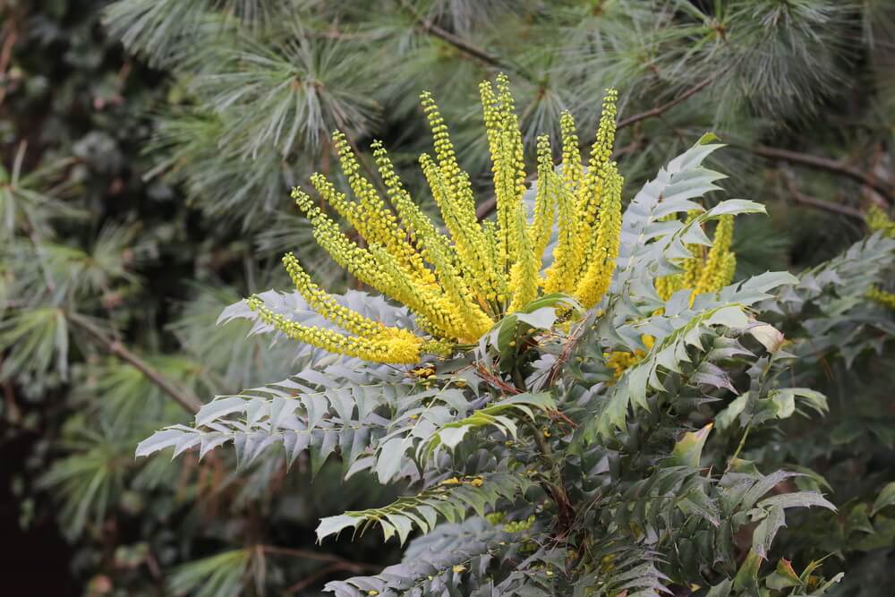 Types of Mahonia