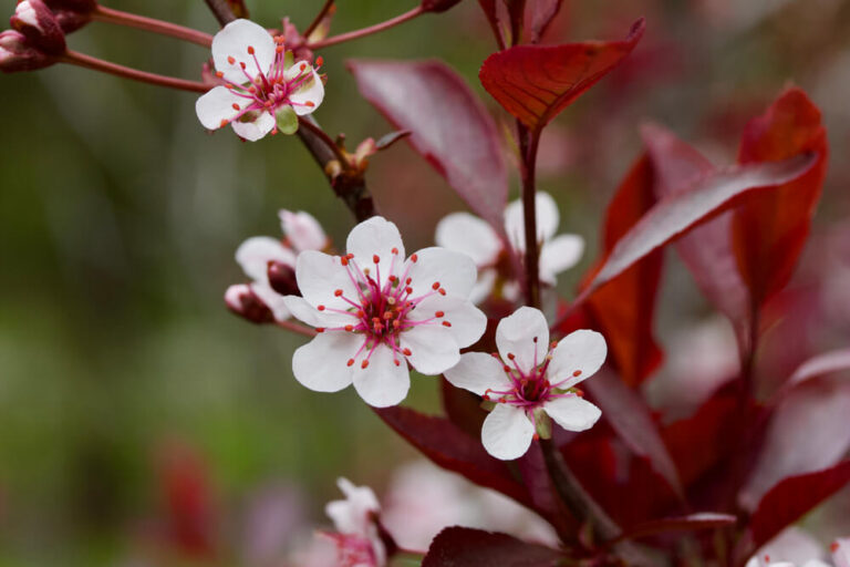 Purple Leaf Sand Cherry Care – How to Plant, Grow and Help Them Thrive