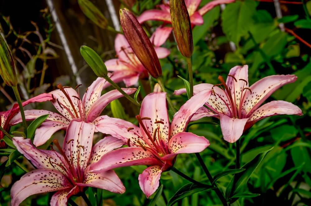 Stargazer lily planting