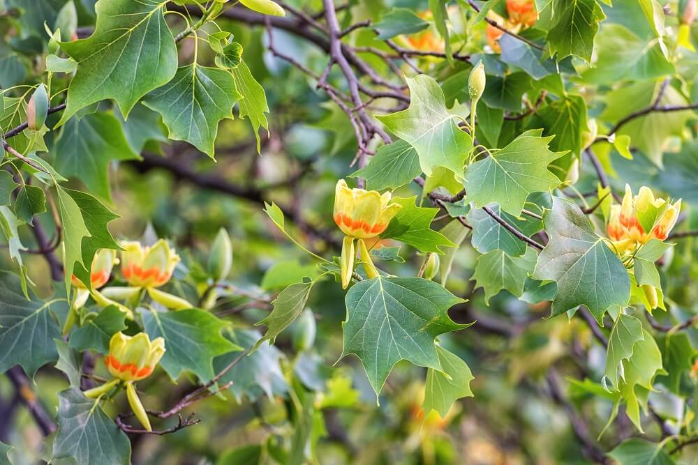 Liriodendron tulipifera