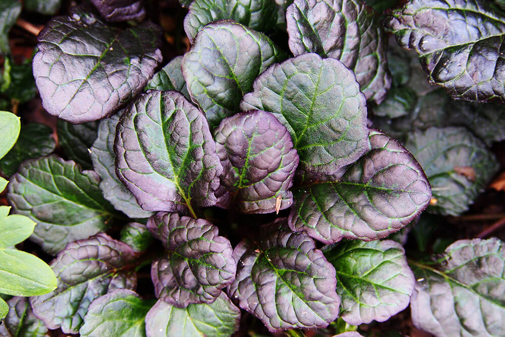 Ajuga reptans Catlin's Giant