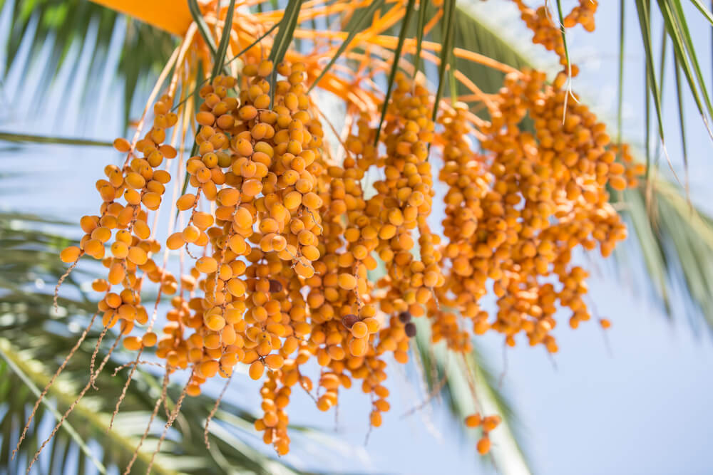 Date palm trees