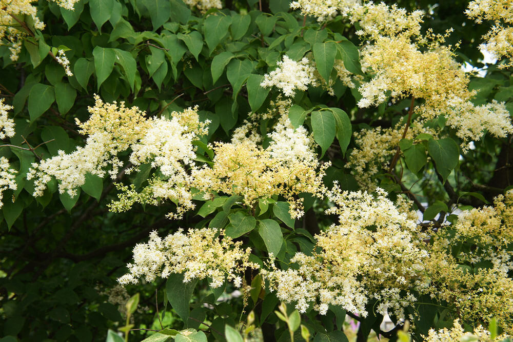 Common Japanese Lilac Tree Problems
