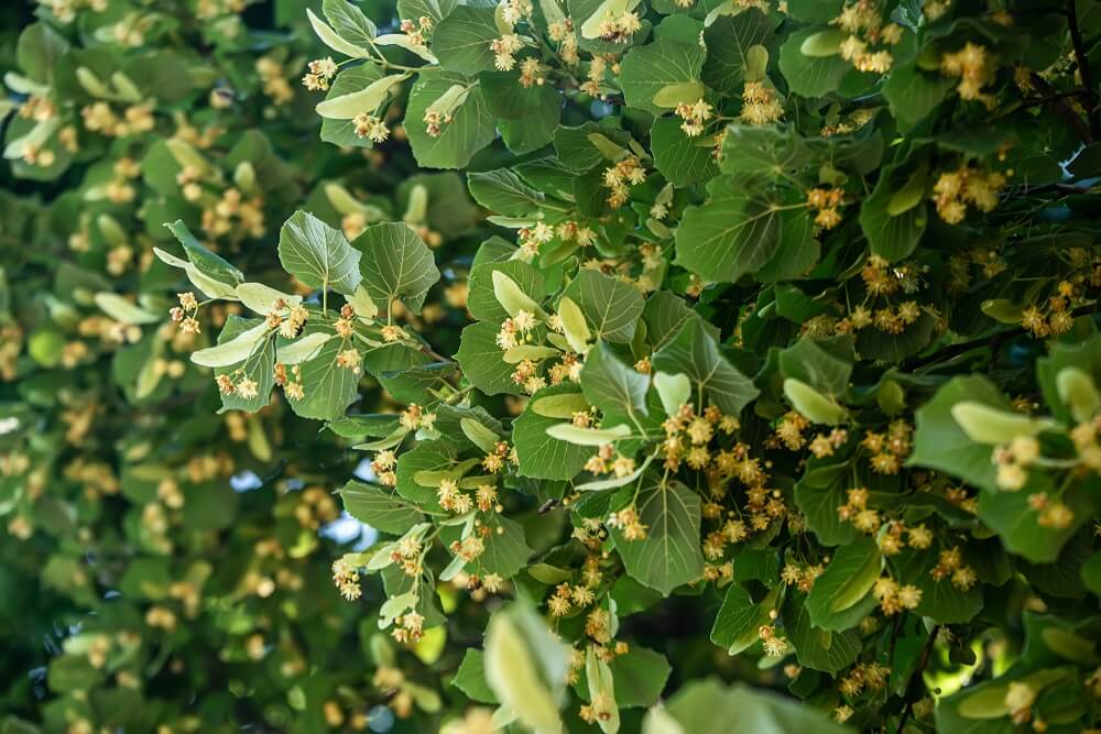 Tilia americana